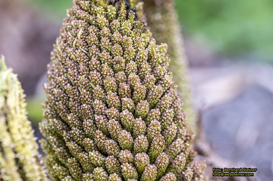 Botanischer Garten Linz, Mai 2022