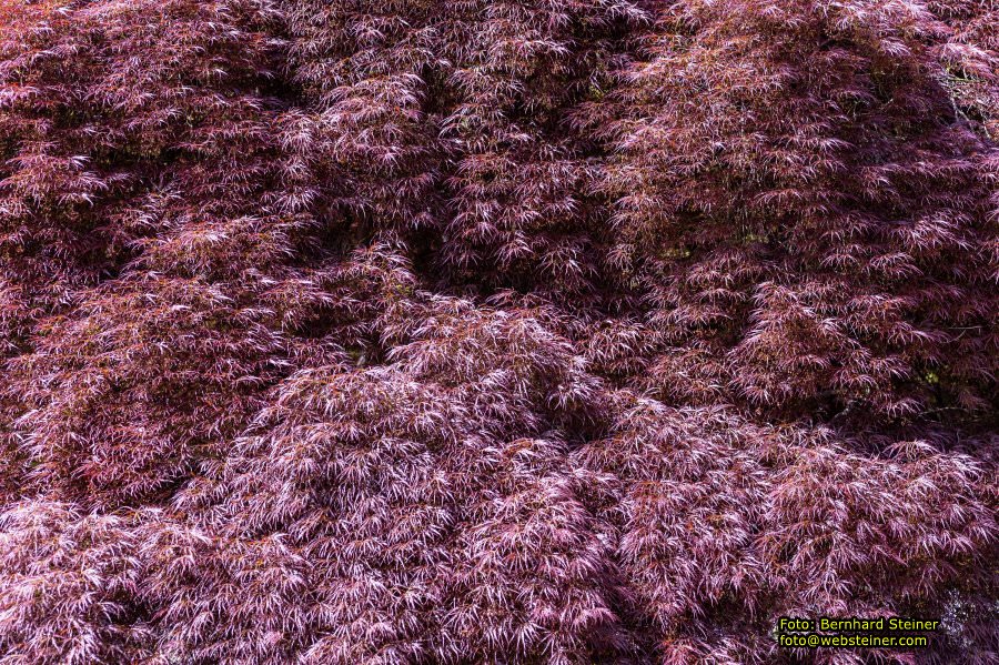 Botanischer Garten Linz, Mai 2022