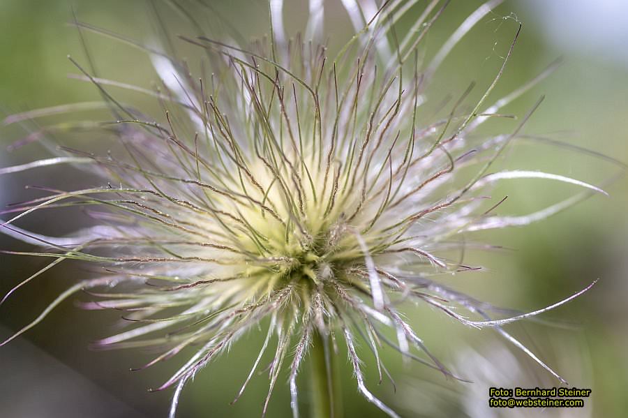 Botanischer Garten Linz, Mai 2022