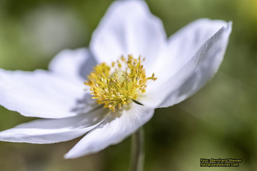 Botanischer Garten Linz, Mai 2022
