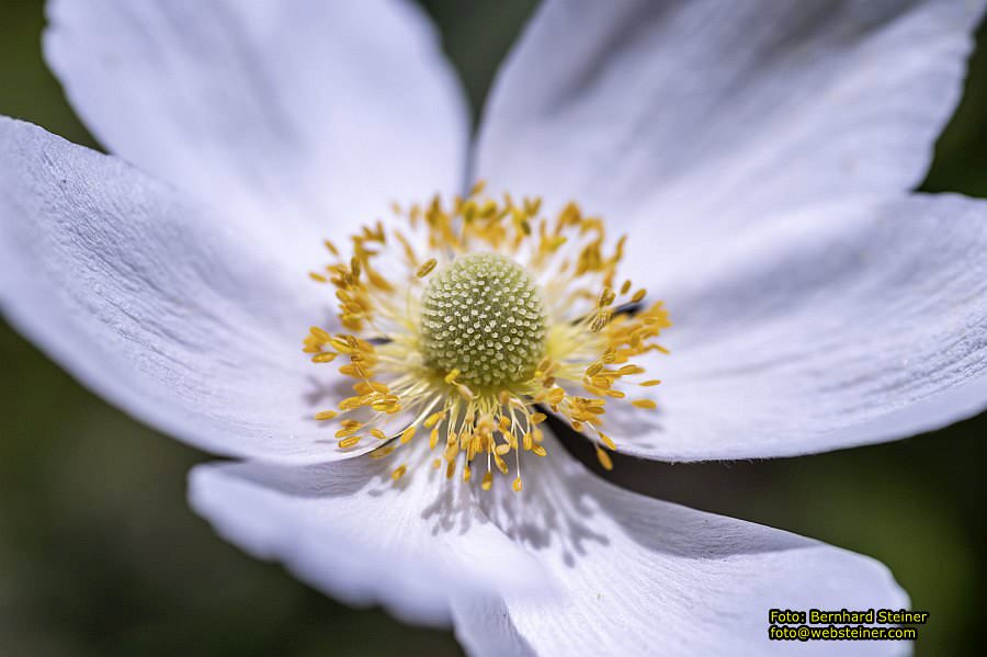 Botanischer Garten Linz, Mai 2022