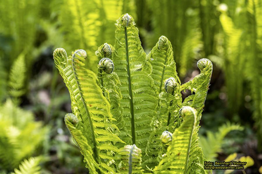 Botanischer Garten Linz, Mai 2022
