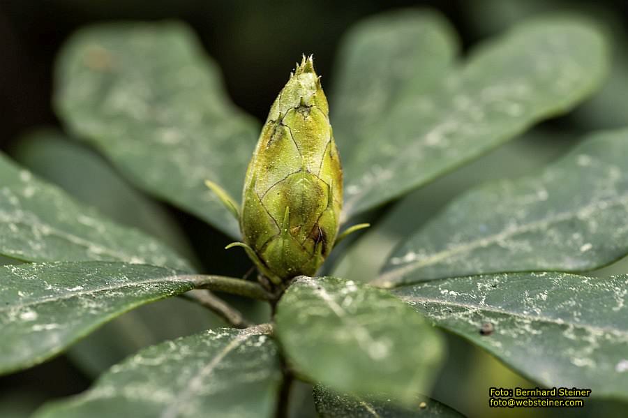 Botanischer Garten Linz, Mai 2022