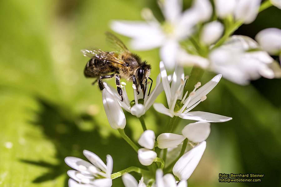 Botanischer Garten Linz, Mai 2022