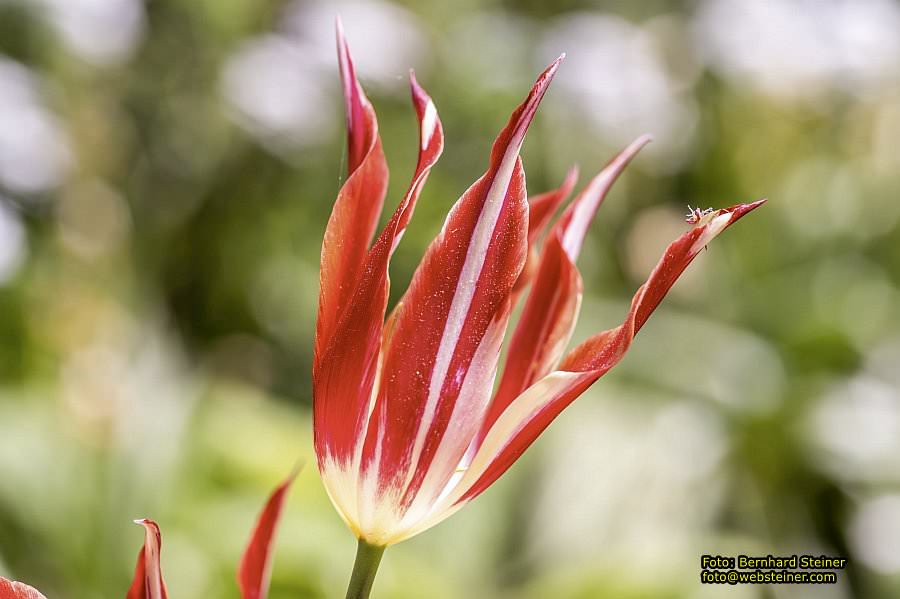 Botanischer Garten Linz, Mai 2022