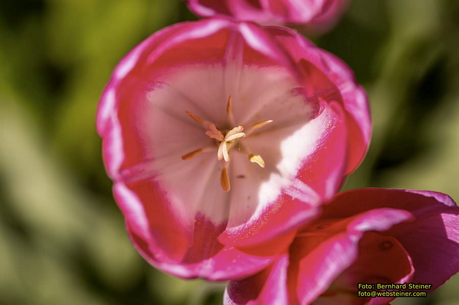 Botanischer Garten Linz, Mai 2022