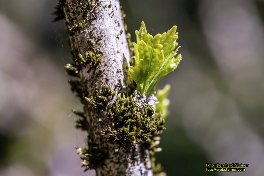 Botanischer Garten Linz, Mai 2022