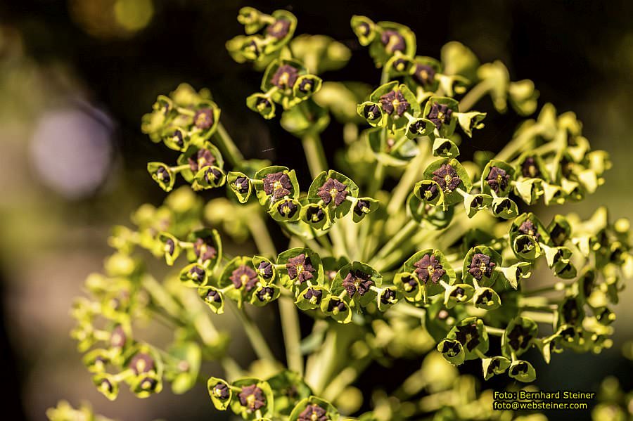 Botanischer Garten Linz, Mai 2022