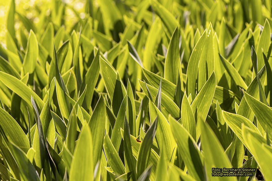 Botanischer Garten Linz, Mai 2022