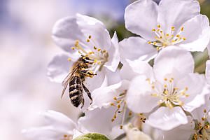 Projekt: Botanischer Garten Linz, Mai 2022