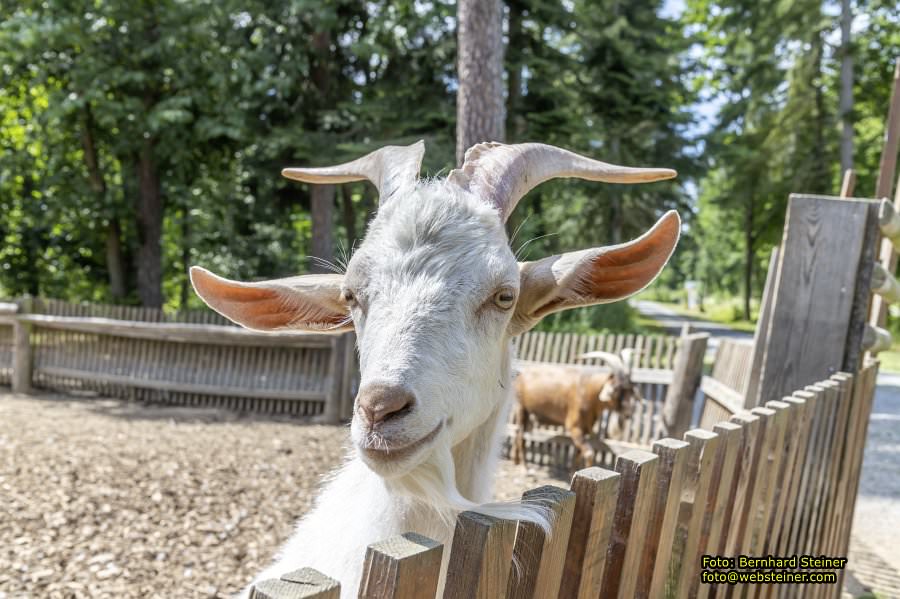 Naturpark Geras, Juli 2023