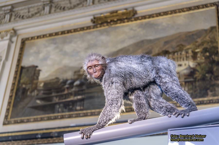 Naturhistorisches Museum Wien - NHM, Jnner 2023