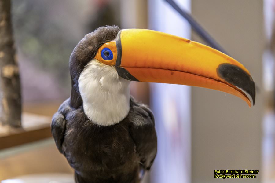 Naturhistorisches Museum Wien - NHM, Jnner 2023
