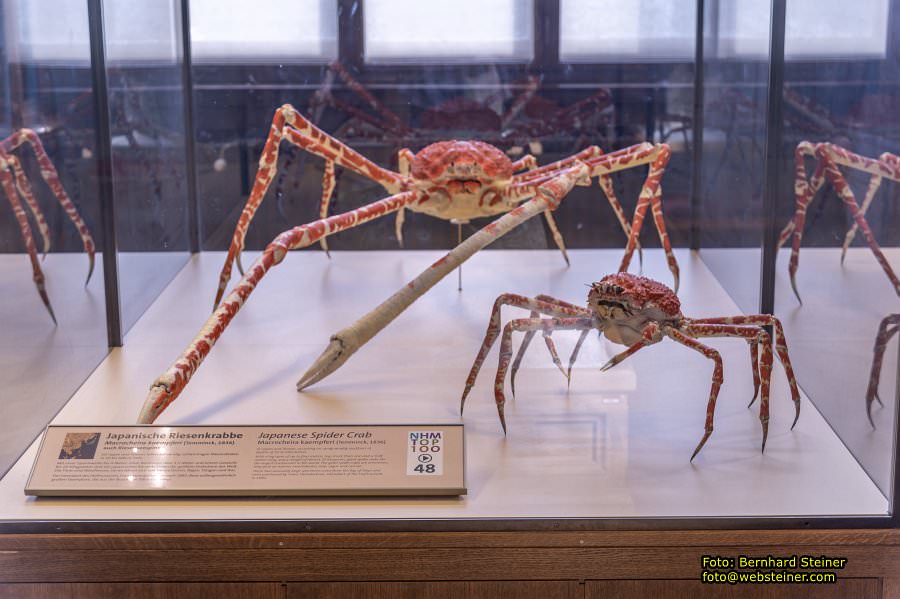 Naturhistorisches Museum Wien - NHM, Jnner 2023