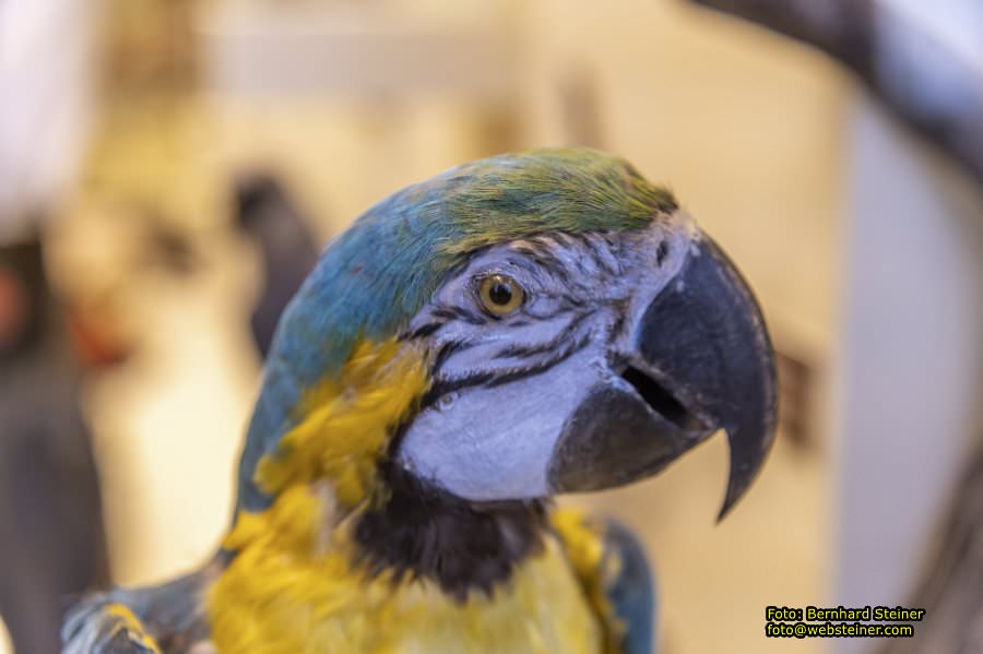 Naturhistorisches Museum Wien - NHM, Jnner 2023
