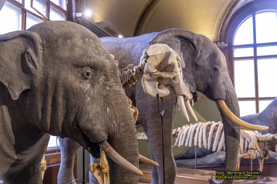 Naturhistorisches Museum Wien - NHM, Jnner 2023