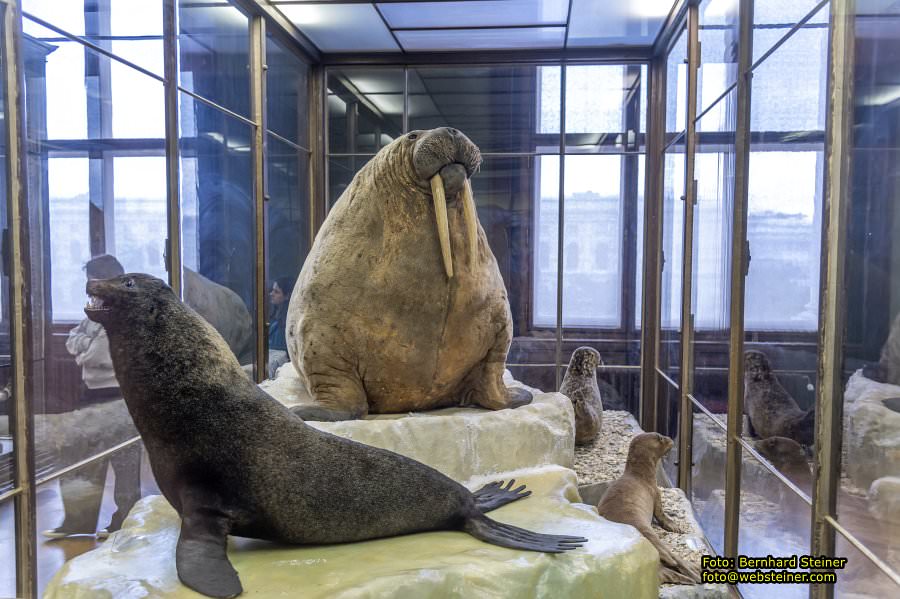 Naturhistorisches Museum Wien - NHM, Jnner 2023
