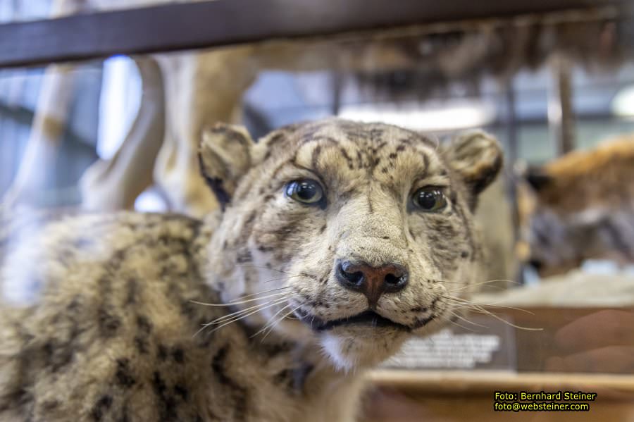 Naturhistorisches Museum Wien - NHM, Jnner 2023