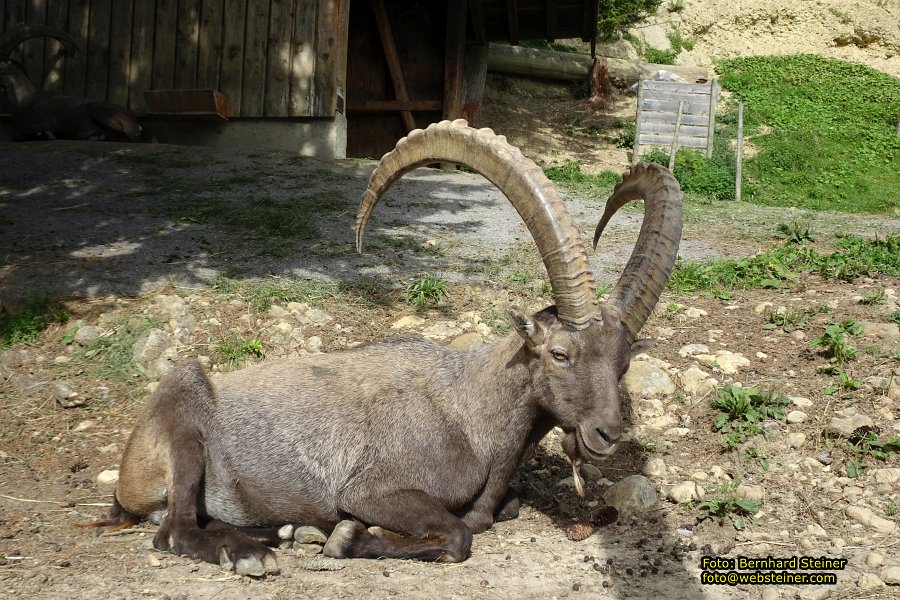 Pf�nder mit der Pf�nderbahn, August 2017