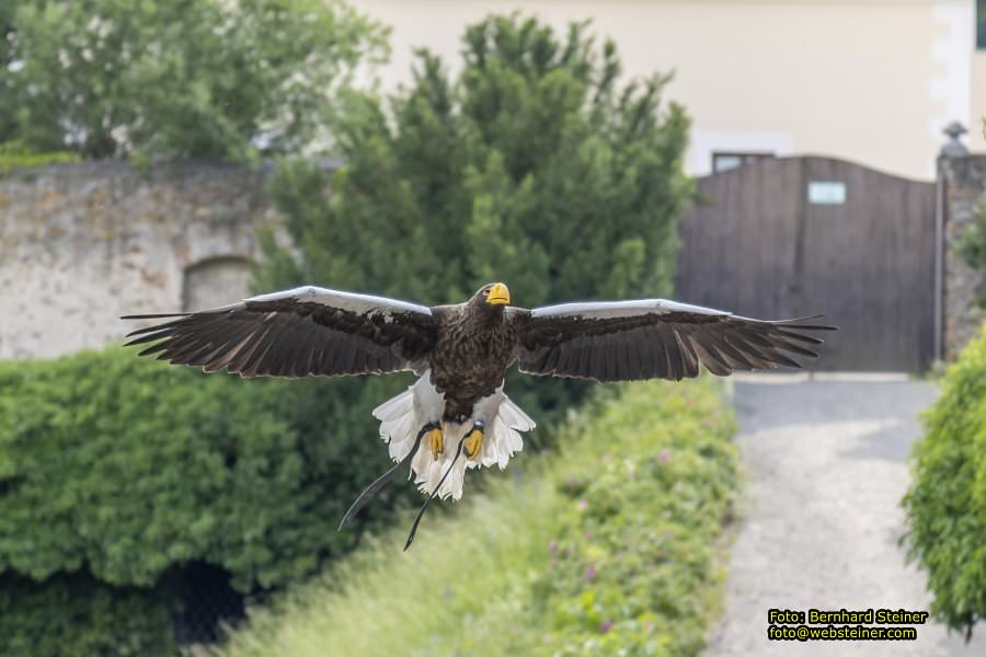 Renaissanceschloss Rosenburg, Juni 2023