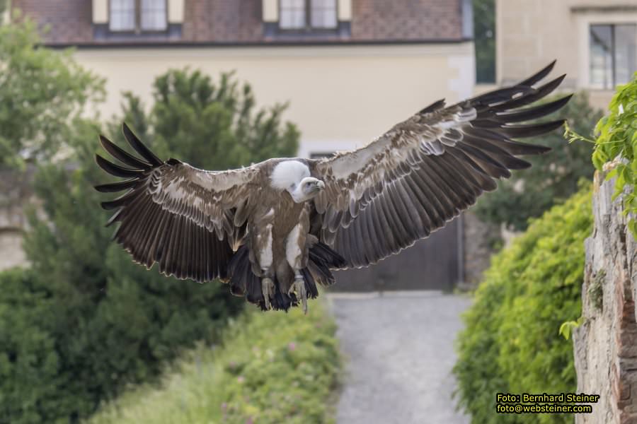 Renaissanceschloss Rosenburg, Juni 2023