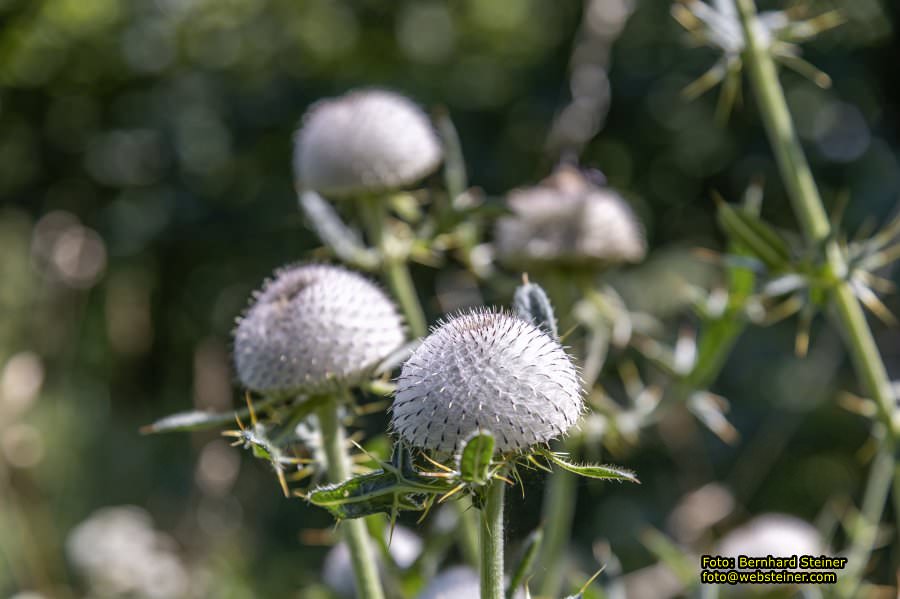 Schneeberg Sesselbahn, August 2023