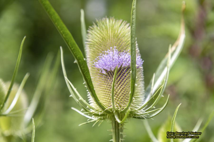 Steinschaler Naturg�rten, Juli 2023