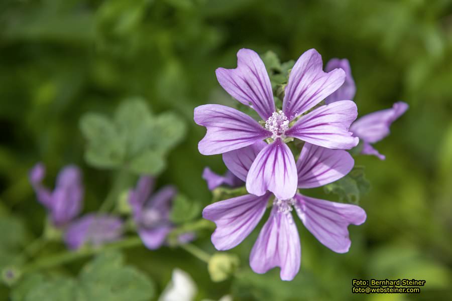 Steinschaler Naturg�rten, Juli 2023