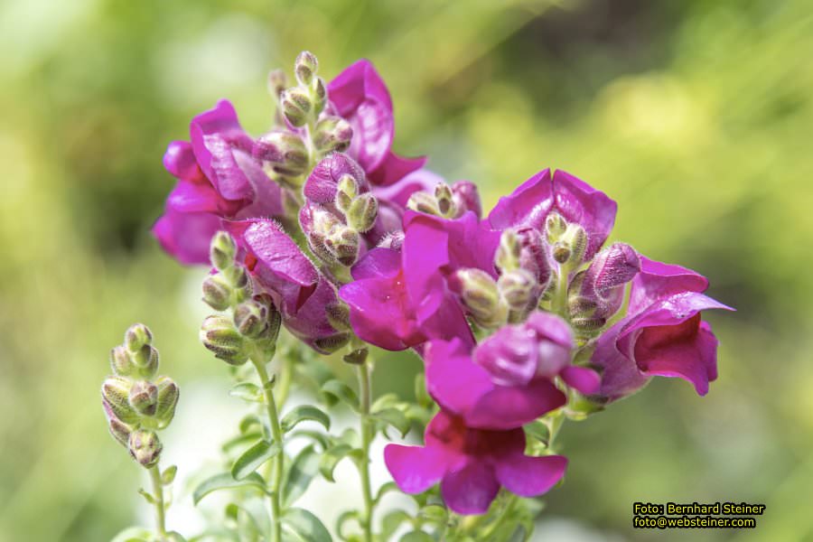 Steinschaler Naturg�rten, Juli 2023