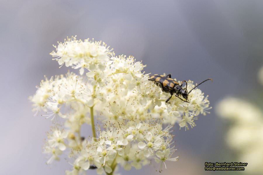 Steinschaler Naturg�rten, Juli 2023
