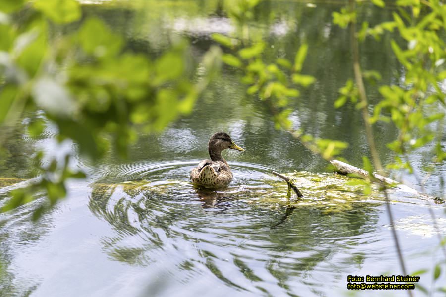 Steinschaler Naturg�rten, Juli 2023