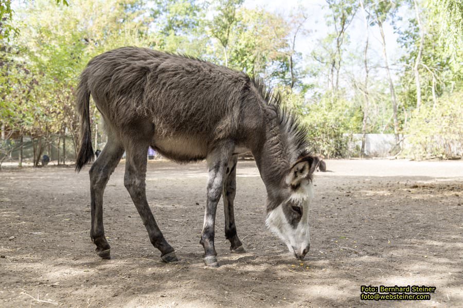 Steppentierpark Pamhagen, August 2026