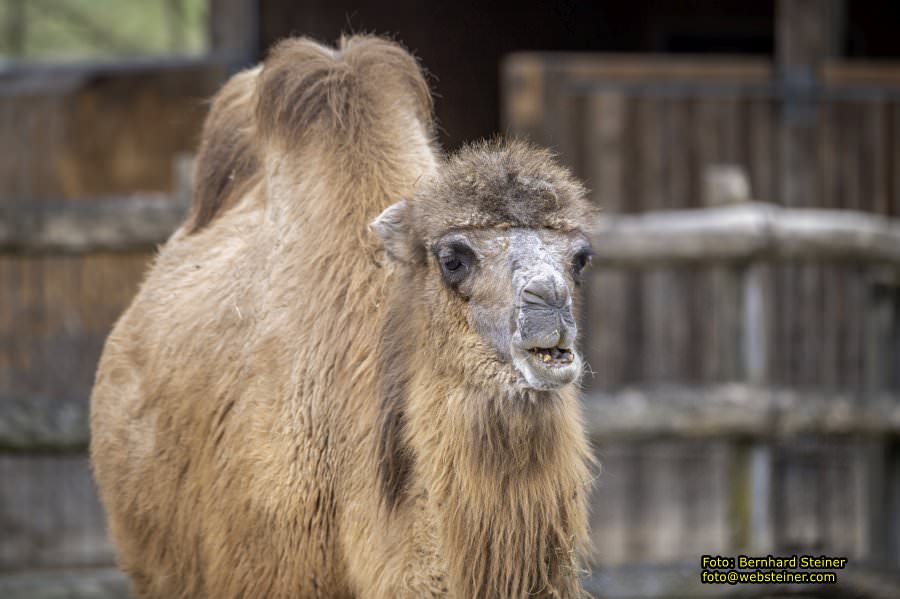 Tierpark Stadt Haag, Mrz 2023