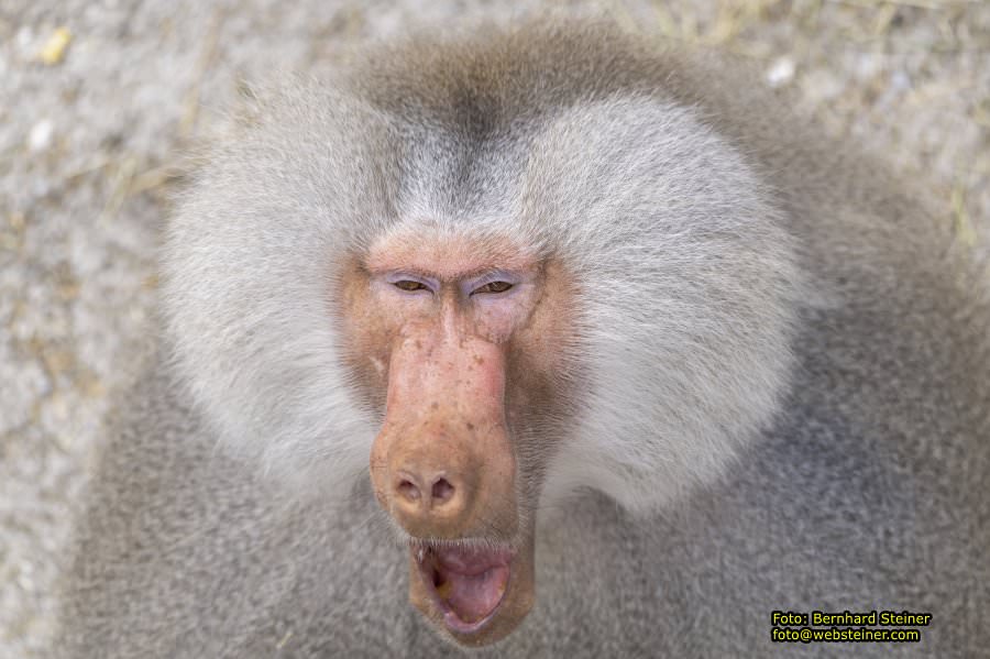 Tierpark Stadt Haag, Mrz 2023