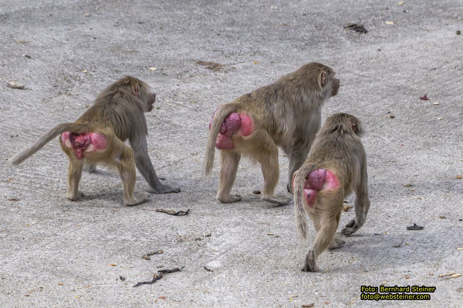 Tierpark Stadt Haag, Mrz 2023
