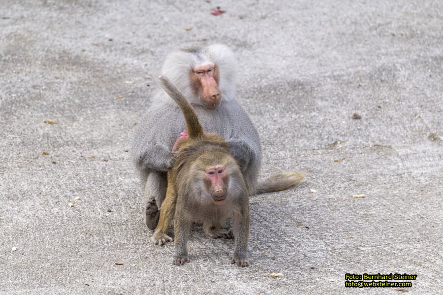 Tierpark Stadt Haag, Mrz 2023