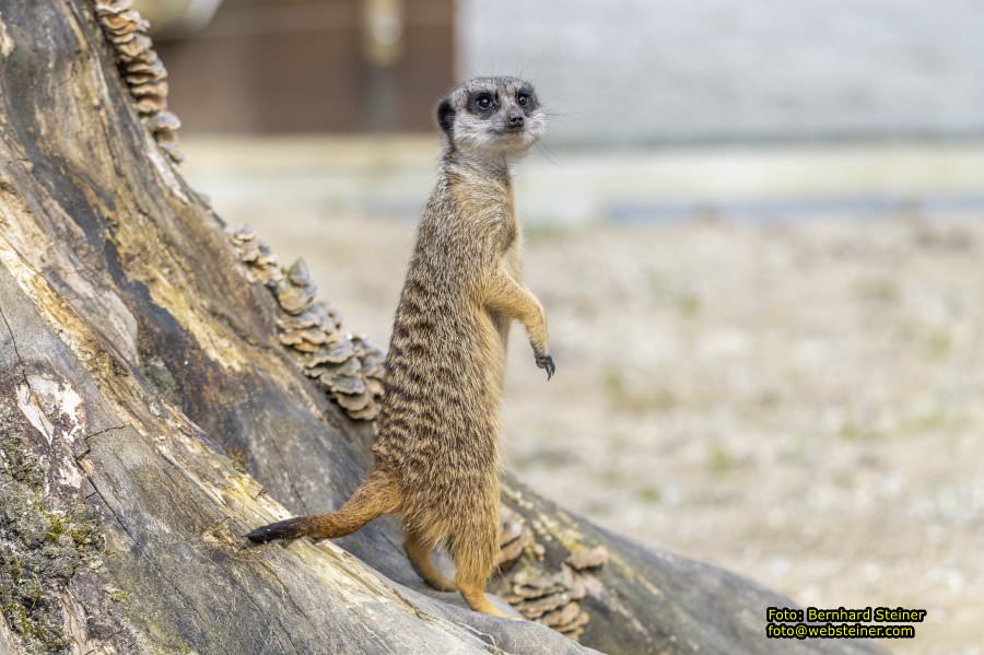 Tierpark Stadt Haag, Mrz 2023