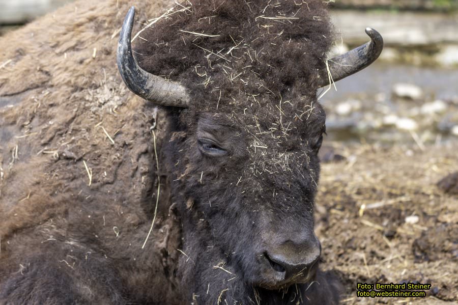 Tierpark Stadt Haag, Mrz 2023