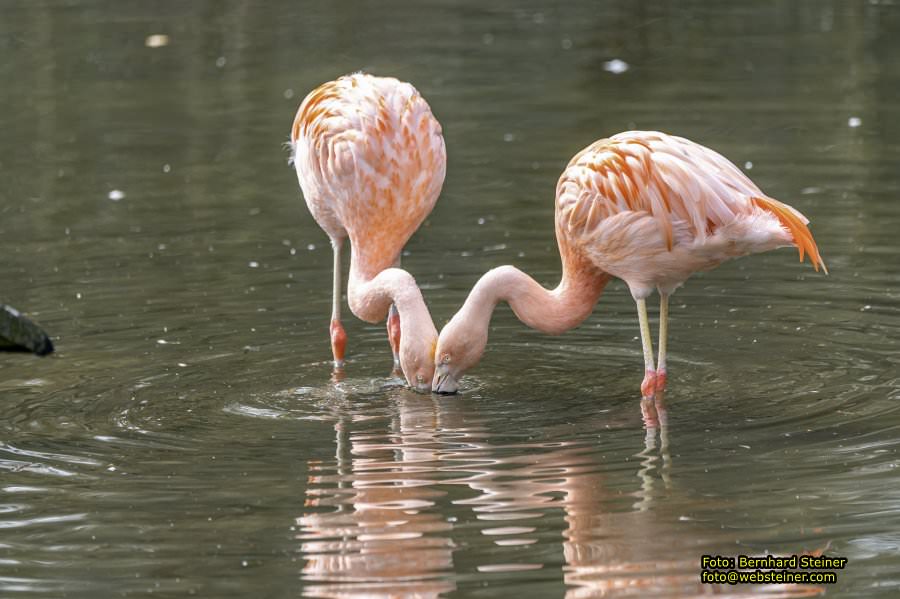Tierpark Stadt Haag, Mrz 2023
