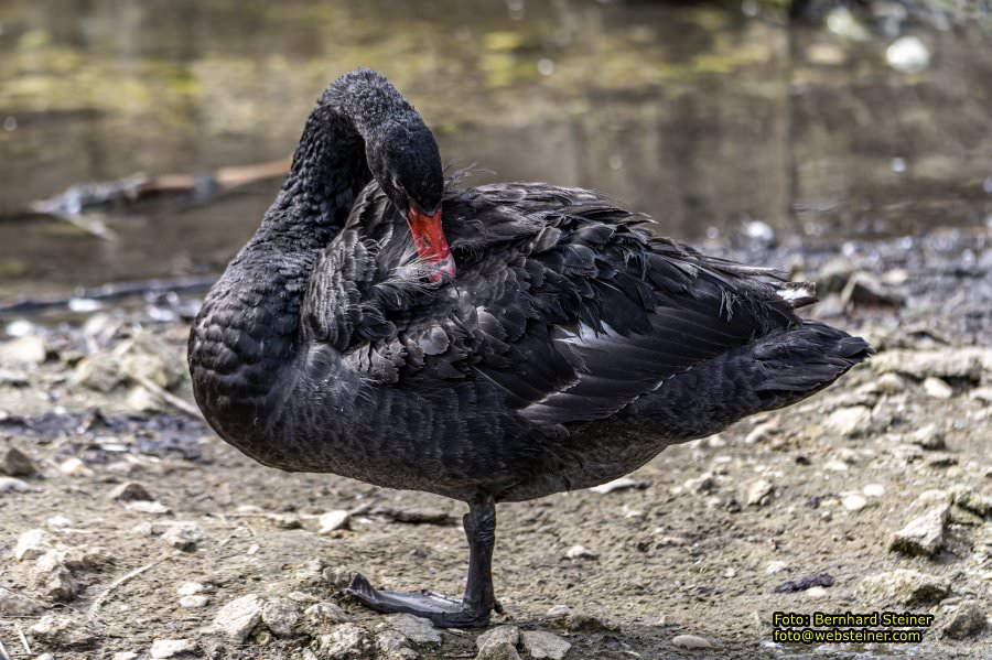 Tierpark Stadt Haag, Mrz 2023