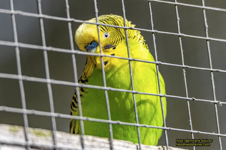Tierpark Stadt Haag, Mrz 2023