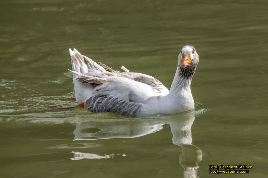 Tierpark Stadt Haag, Mrz 2023