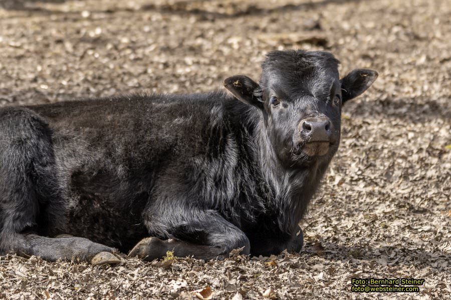 Tierpark Stadt Haag, Mrz 2023