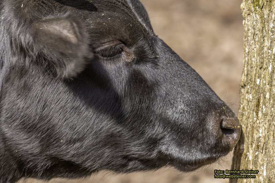 Tierpark Stadt Haag, Mrz 2023