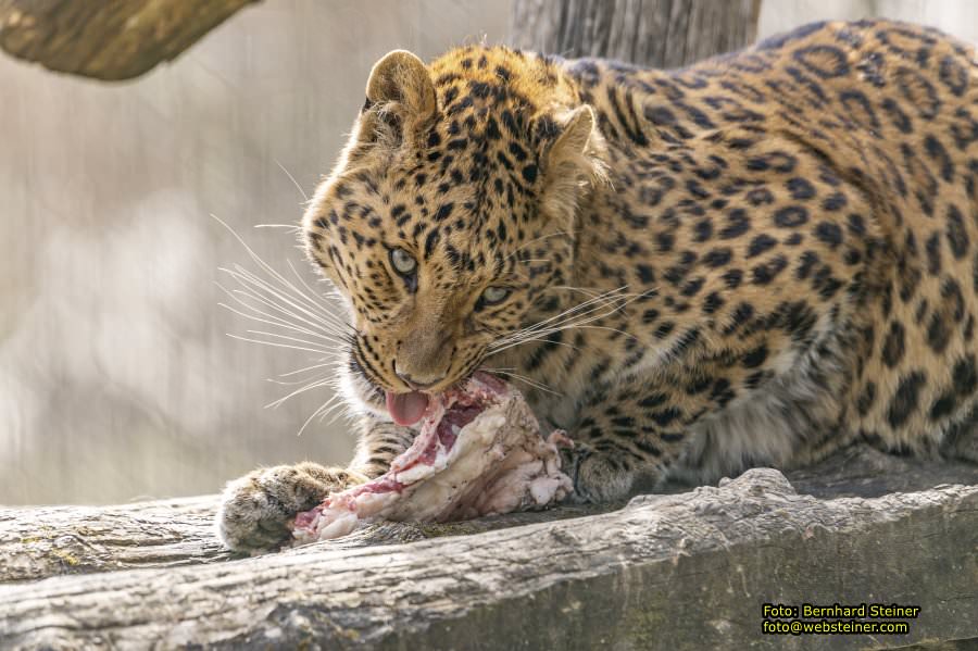 Tierpark Stadt Haag, Mrz 2023