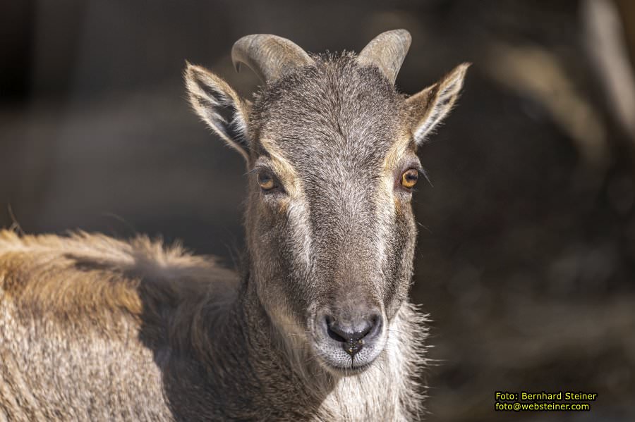 Tierpark Stadt Haag, Mrz 2023