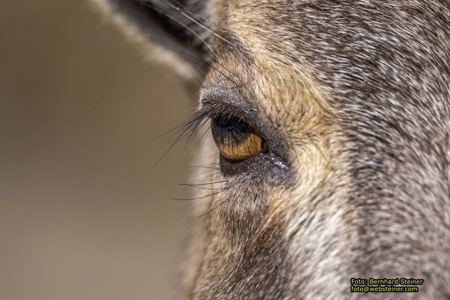 Tierpark Stadt Haag, Mrz 2023
