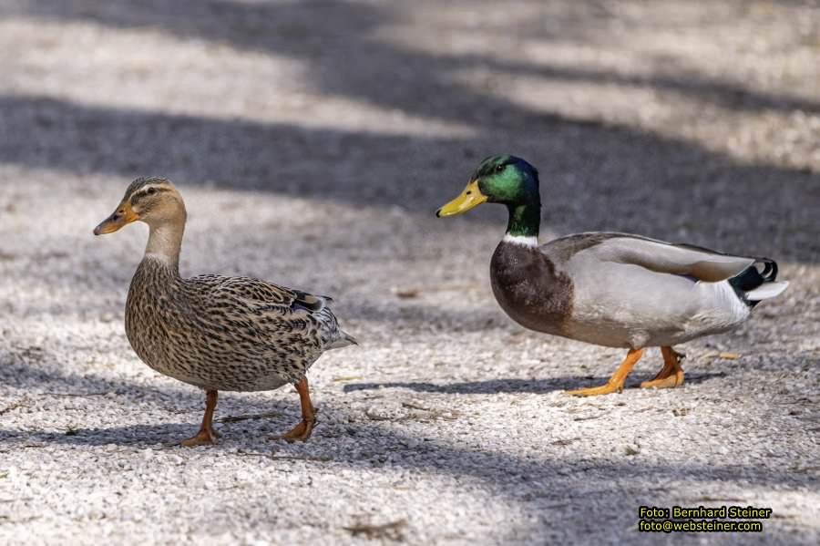 Tierpark Stadt Haag, Mrz 2023