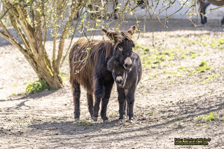 Tierpark Stadt Haag, Mrz 2023