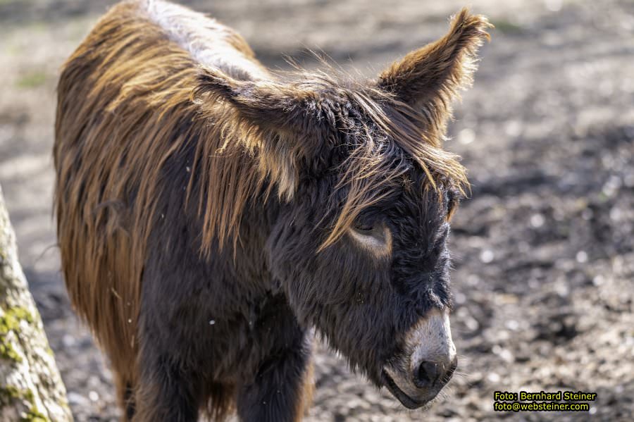 Tierpark Stadt Haag, Mrz 2023